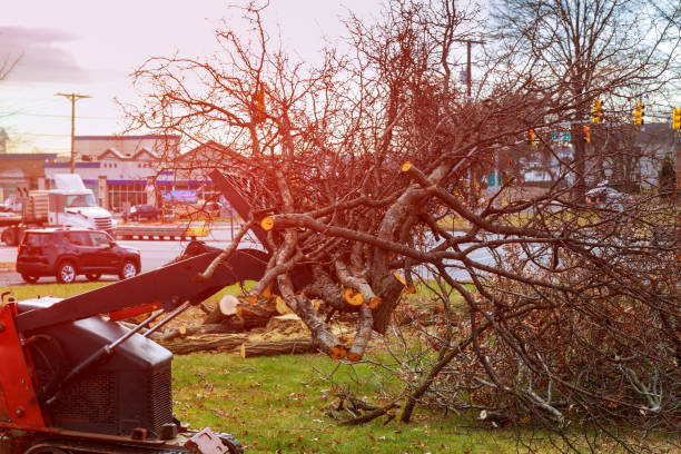 Best Stump Grinding and Removal  in Awendaw, SC